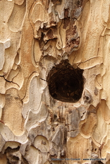 ppinazzu-05-08-2014 16-38-55